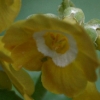 Primula Auricula Shelia - Abriachan Nurseries